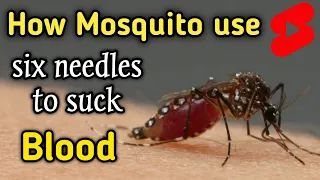 How Mosquito use Six Needles to suck Blood #shorts