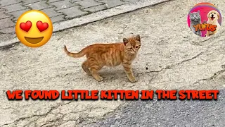 Funny and Cute Kitten -Cat- In the Street - Feeding Stray cats | YUFUS