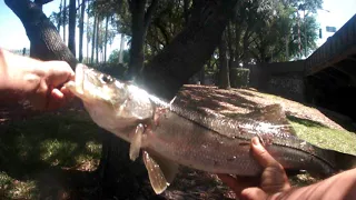 snook on doa Hillsborough River