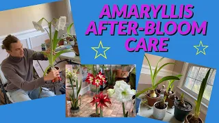 Amaryllis AFTER BLOOM Care - What to do When Amaryllis Flowers are Done Blooming