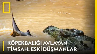 WILD | Köpek Balığı Avlayan Timsah : Eski Düşmanlar