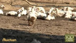 Reportage foie gras MDD Auchan.mp4