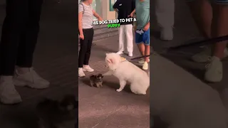 This dog loves petting puppies 😭🥰