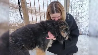The cry of a cancer dog in the construction site and he almost gave up hope