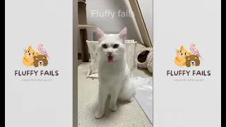 Funny Animals - Funny Cats and Dogs - Part 41