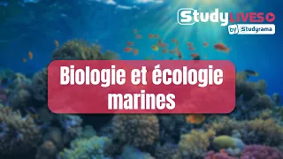 Plongez et étudiez la biologie marine !