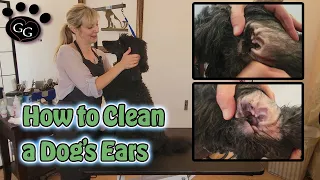 How To Clean a Dog's Ears - Cleaning a Standard Poodle's Ears - Gina's Grooming