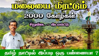 50 கோழியில் ஆரம்பித்து 2000 கோழிகளை உருவாக்கிய பண்ணையாளர்! தடுப்பூசி இல்லை! இன்குபேட்டர் இல்லை!