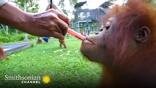 Why Onion Juice Is the Miracle Cure These Orangutans Need 🤗Orangutan Jungle School | Smithsonian