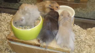 Hamster Wurf 163 Männchen hungrig und durstig am Morgen