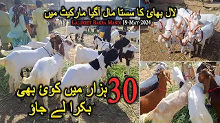 Lalukhet Bakra Mandi Latest Update 19-May-2024 | Lalukhet Bakra Mandi Today | Qurbani 2024