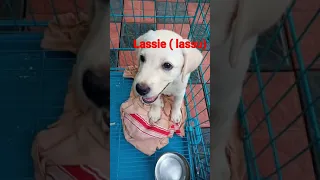 lassie