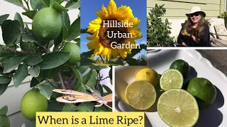 When is a Lime Ripe? | Bearss Lime Tree