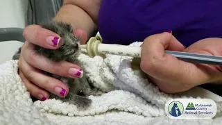 Diana the Kitten In Care on May 16, 2019