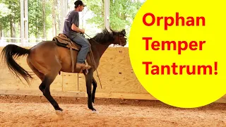 Orphan OTTB