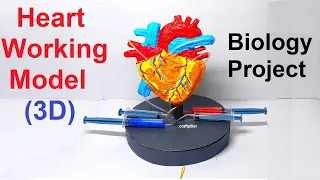 heart working model(3d) with syringes - blood circulation biology project - diy | craftpiller