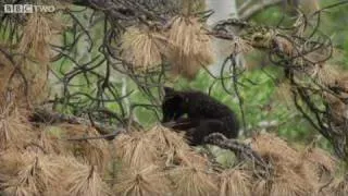 Fuzzy Bear Cubs Play In The Tree-Tops - Natural World: The Last Grizzly Of Paradise Valley - BBC Two