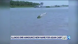 Time to rebrand: Illinois DNR to rename Asian carp