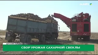 Сбор урожая сахарной свеклы