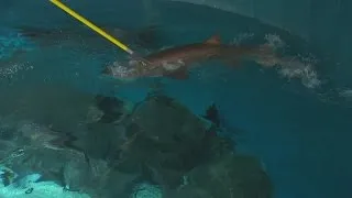 Web Extra: Sand Tiger Shark feeding at the Maritime Aquarium at Norwalk