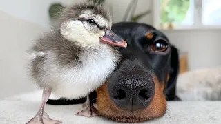 New friend! Dachshund & duckling.