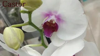Обзор орхидей  12 ноября 2020 АШАН Воронеж