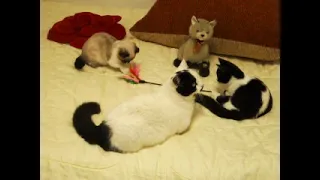 Милый Котёнок Манчкин. Cute Kitten Munchkin. Розочка и Мона. (алиментные котята)И Марио (родной)