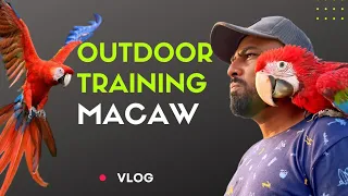 Macaw Outdoor Training - Vlog | #macaw #training #exoticpets #shaikhtanveer