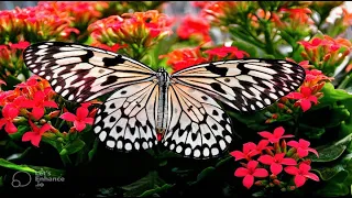 Relaxing Music With Butterflies Birds and Flowers | Relaxing Nature Music | Study Music |Focus Music