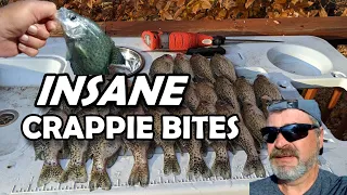 Insane Crappie Bite! #fishing #fish @thefishinghoosier