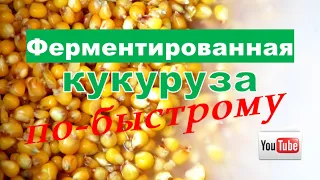 ФЕРМЕНТИРОВАННАЯ кукуруза ПО-БЫСТРОМУ💥Экспресс-метод  / Fishing Video