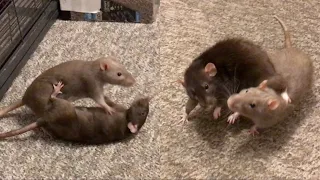 Mocha vs Bean - Rats Wrestling Compilation!