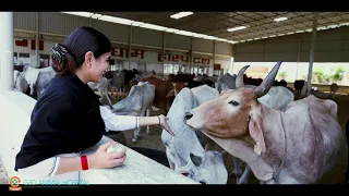 Gau Seva | Devi Chitralekha Ji | G.S.D Animal Hospital |