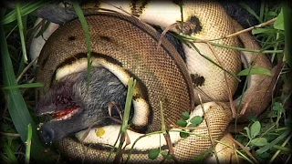 Anaconda attacks pig