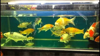 Cá Koi nuôi trong bể kính cho người mới bắt đầu | Koi fish raised in glass tanks for beginners