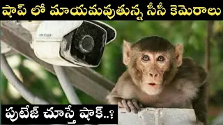 Cctv cameras disappear form Kanyakumari shop|how to trap monkeys|man traps and catches many monkeys