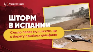 ⚠️ СИЛЬНЫЙ ШТОРМ В ИСПАНИИ. 🇪🇸 К берегу прибило дельфина 🐬