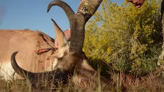 2016 Rifle Hunting New Mexico Antelope with Randy Newberg - Fresh Tracks Season 5