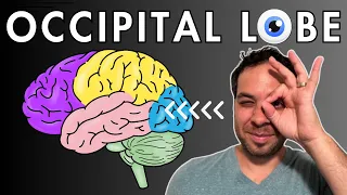 The Occipital Lobe, Visual Cortex - Location and Function