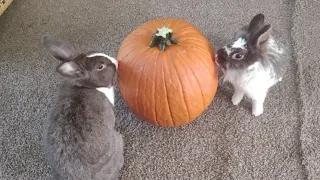 Bunnies meet a pumpkin | Chestnut disapproves