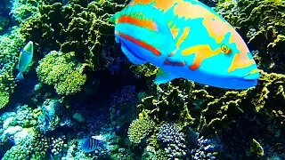 Underwater Wildlife at the coral reef, discover the Red Sea