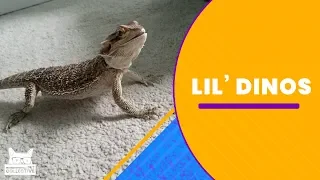 Lil Dinos | The Pet Collective