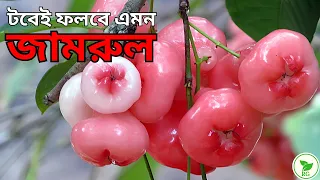 Complete Guide to Growing Water Apples in Pot | টবে জামরুল ফলাতে সমস্যা হচ্ছে? এই ভিডিওটি দেখে নিন