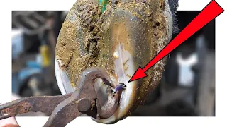 NAIL REMOVED from BULL'S PAINFUL FOOT