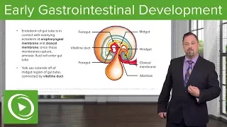 Early Gastrointestinal Development  – Embryology | Lecturio