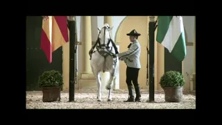 Andalusian equestrian horse show in Jerez la Frontera