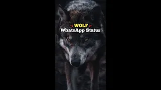 WOLF - Powerful WhatsApp Status