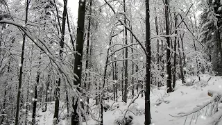 🎶 🌨 Carlos Nakai - 2 Hours of Native American Music with Wind & Birds Sounds for Winter Season 2#