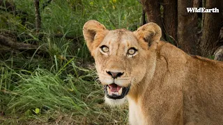 WildEarth - Sunset Safari -  24 March 2024