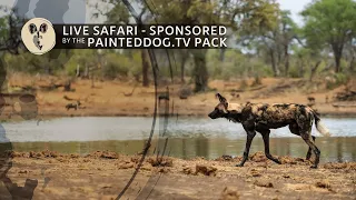 LIVE Safari Sponsored by the Pack | 11 October 2023